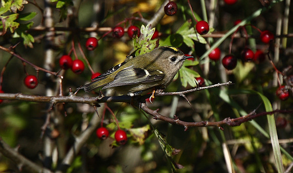 Goldcrest