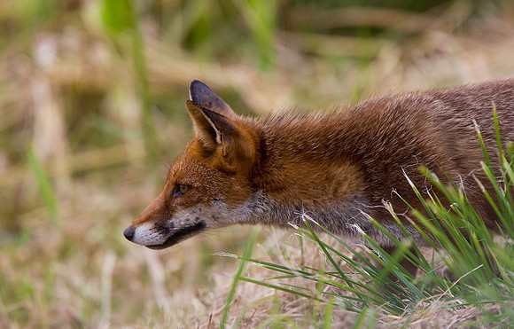 Fox