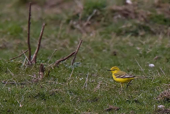 Yellow Wagtail