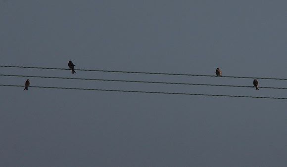 Twite