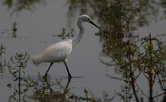Little Egret