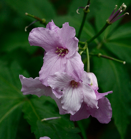 Lady's Smock Cardamine Pratensis