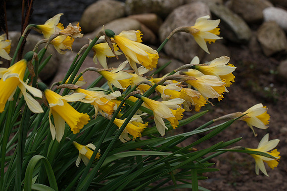 Wild Daffodil Narcissus pseudonarcissus