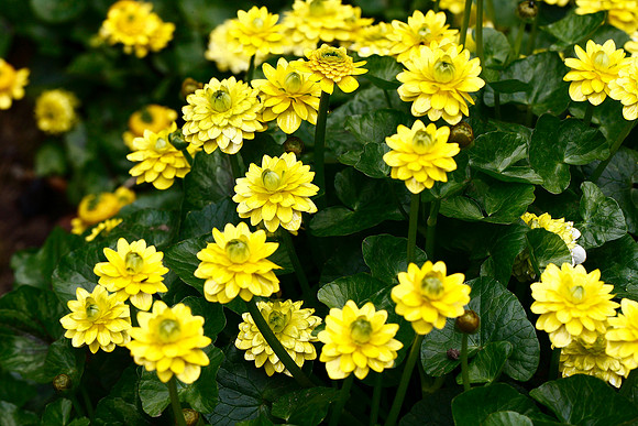 Lesser Celandine  Ranunculus ficaria fl pl.