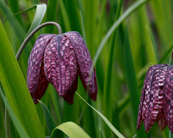 Fritillary Fritillaria meleagris