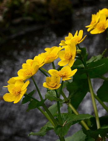 Marsh Marigold Caltha palustris