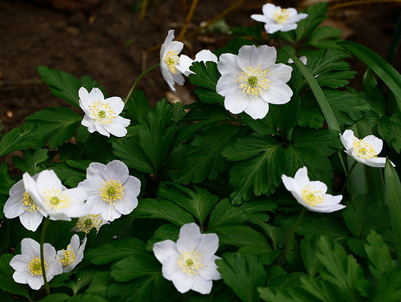 Wood anemone. Anemone nemorosa