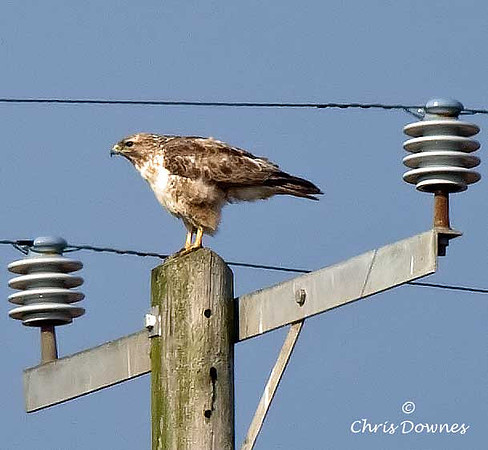 Common Buzzard