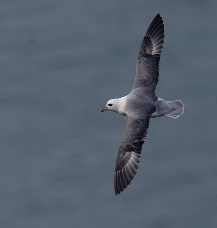 Fulmar