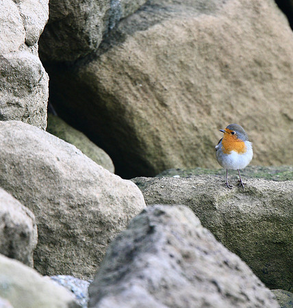 Robin
