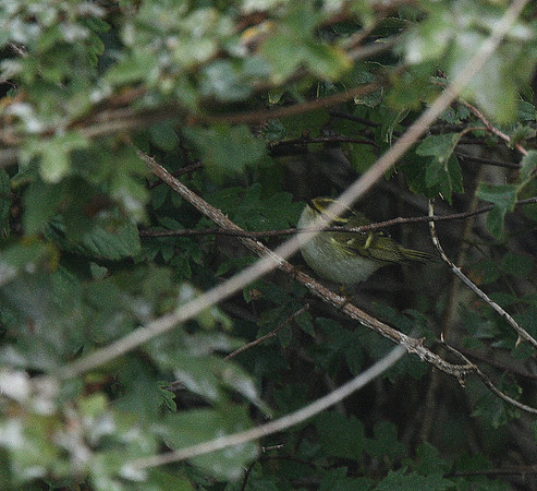 Pallas's Warbler