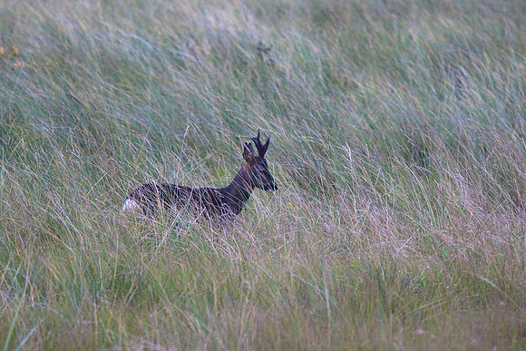 Roe Deer