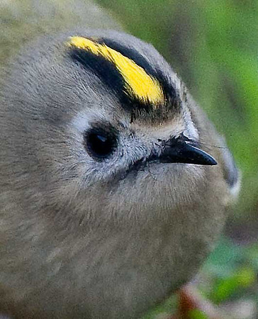 Goldcrest