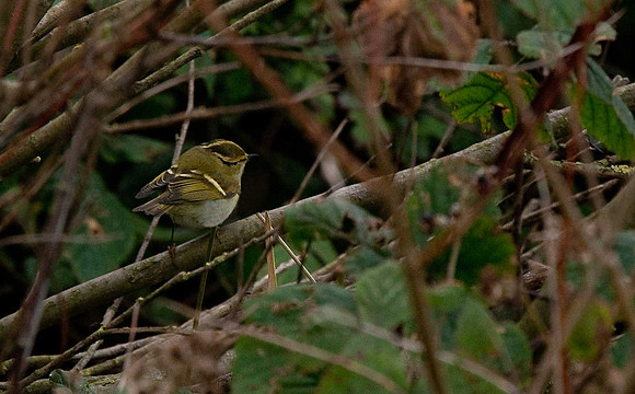 Pallas's Warbler