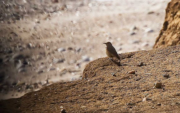 Rufous-tailed Rock Thrush