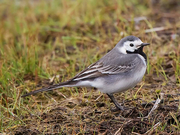 White Wagtail