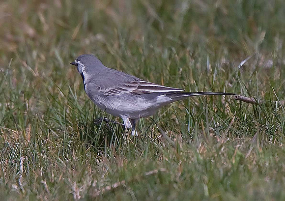 White Wagtail