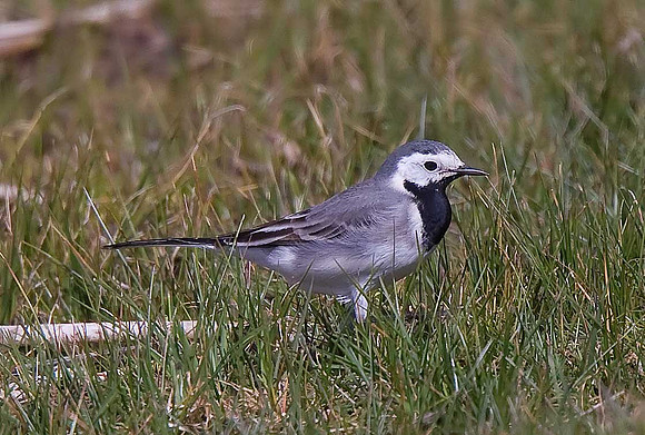 White Wagtail
