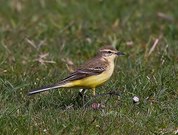 Yellow Wagtail