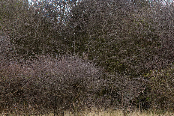 Long-eared Owl