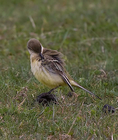 Yellow Wagtail