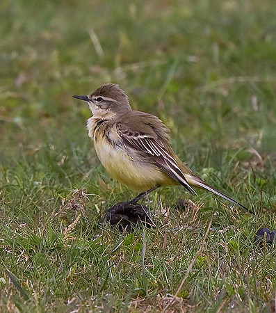 Yellow Wagtail