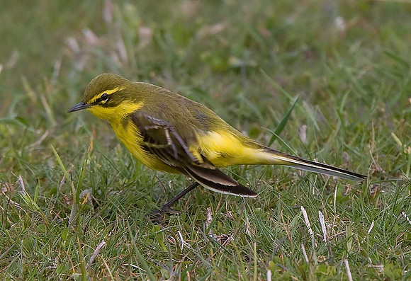 Yellow Wagtail