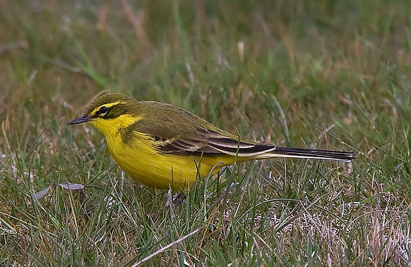 Yellow Wagtail