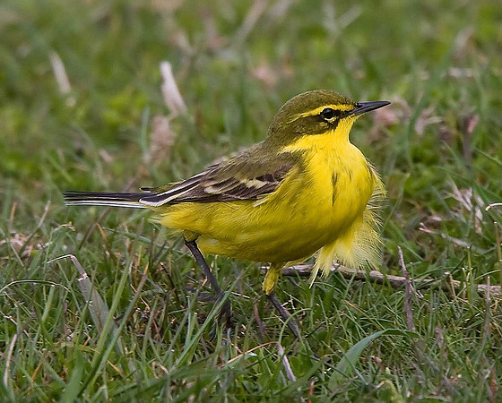 Yellow Wagtail