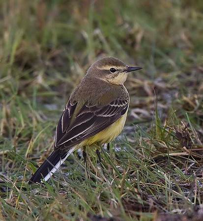 Yellow Wagtail
