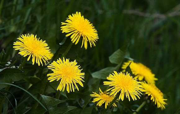 Dandelion