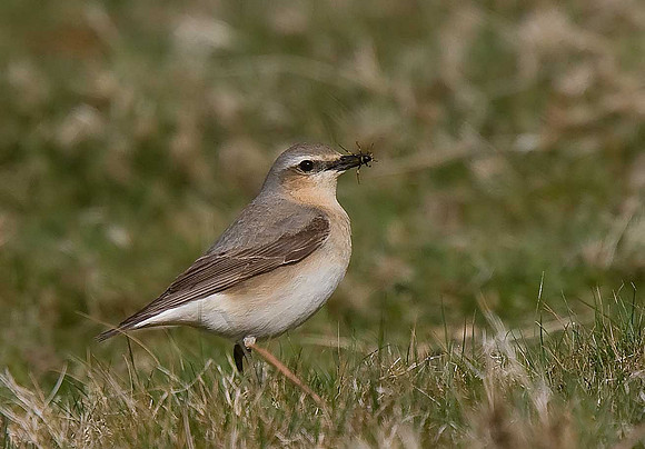 Greenland Wheatear