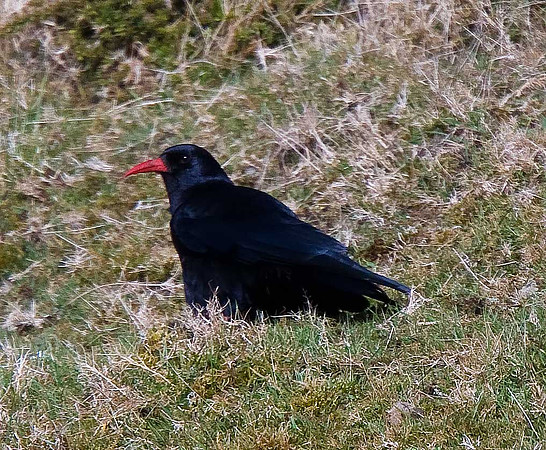 Chough