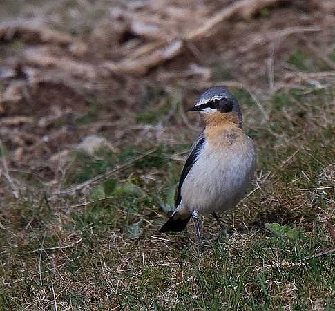 Greenland Wheatear