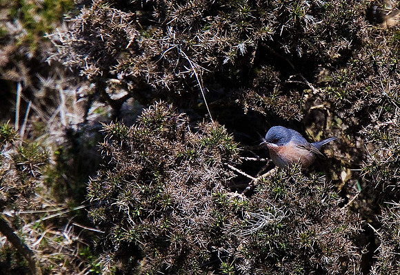 Western Subalpine Warbler