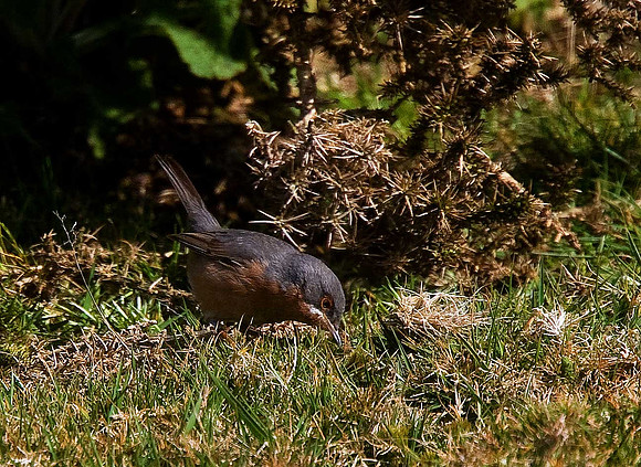 Western Subalpine Warbler