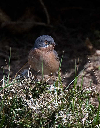 Western Subalpine Warbler