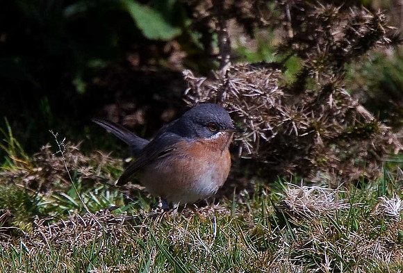 Western Subalpine Warbler