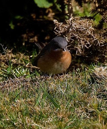 Western Subalpine Warbler