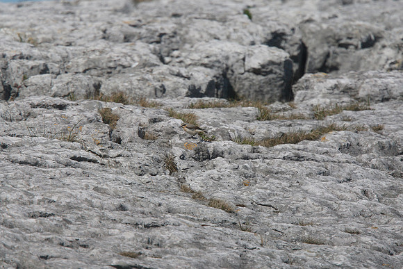 Greenland Wheatear