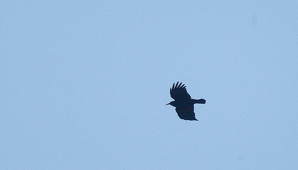 Chough