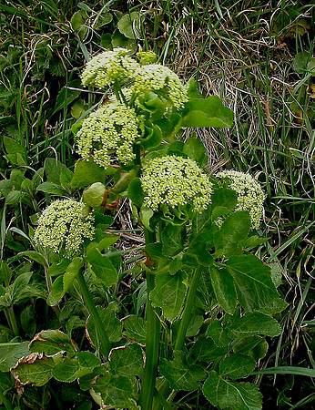 Alexanders Smyrnium olusatrum