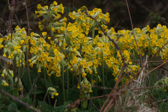 Cowslips Primula veris