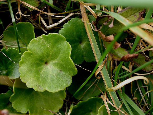 Navelwort Umbilicus rupestris
