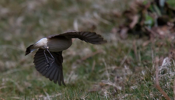 Greenland Wheatear
