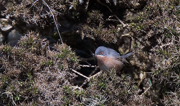 Western Subalpine Warbler