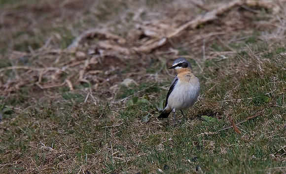 Greenland Wheatear