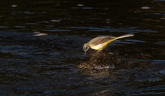 Grey Wagtail