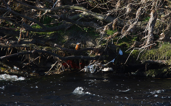 Kingfisher [blog only]