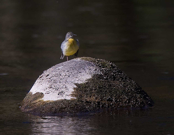 Grey Wagtail